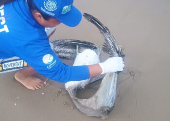 Confirman que el cadáver de gaviota en Matamoros tenía virus de gripe aviar