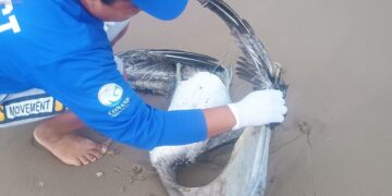 Confirman que el cadáver de gaviota en Matamoros tenía virus de gripe aviar