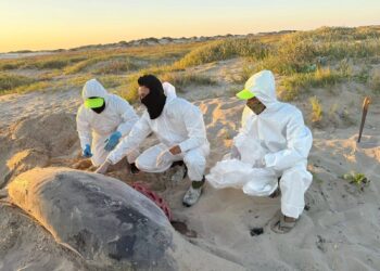 Lamzamientos de cohetes Starship comienzan a ser peligrosos para la fauna marina en Matamoros