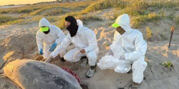 Lamzamientos de cohetes Starship comienzan a ser peligrosos para la fauna marina en Matamoros