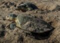 Avanza temporada de anidación de tortuga Lora en costas de Tamaulipas