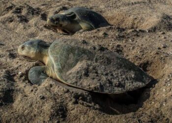 Avanza temporada de anidación de tortuga Lora en costas de Tamaulipas