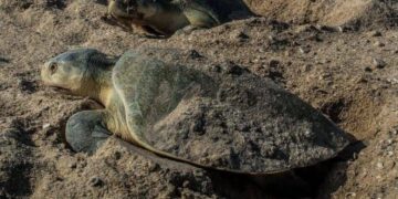 Avanza temporada de anidación de tortuga Lora en costas de Tamaulipas