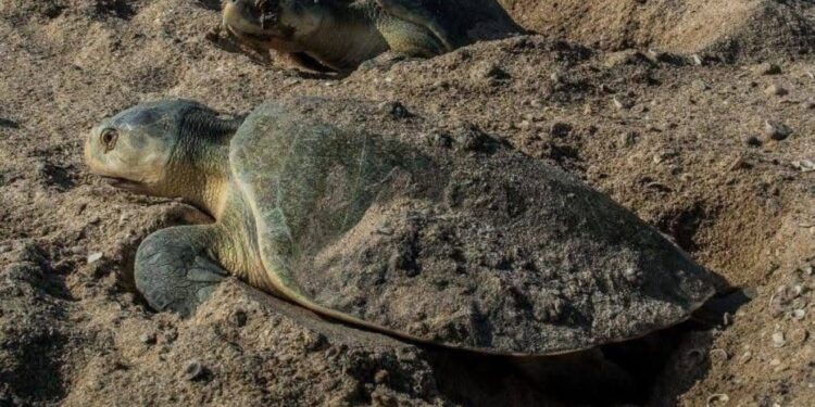 Avanza temporada de anidación de tortuga Lora en costas de Tamaulipas