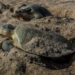 Avanza temporada de anidación de tortuga Lora en costas de Tamaulipas