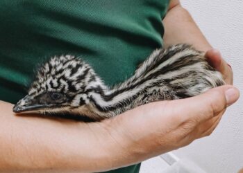 Invitan a conocer a los emús nacidos en el zoológico de Tamatan en Ciudad Victoria