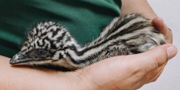 Invitan a conocer a los emús nacidos en el zoológico de Tamatan en Ciudad Victoria