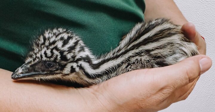 Invitan a conocer a los emús nacidos en el zoológico de Tamatan en Ciudad Victoria