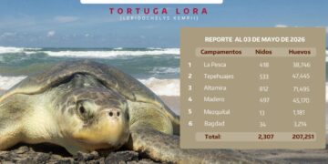 Registra Tamaulipas más de 207 mil huevos de Tortuga Lora en temporada 2026