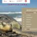 Registra Tamaulipas más de 207 mil huevos de Tortuga Lora en temporada 2026
